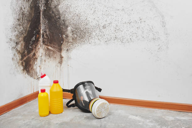 Best Residential Mold Removal  in Charlotte Harbor, FL