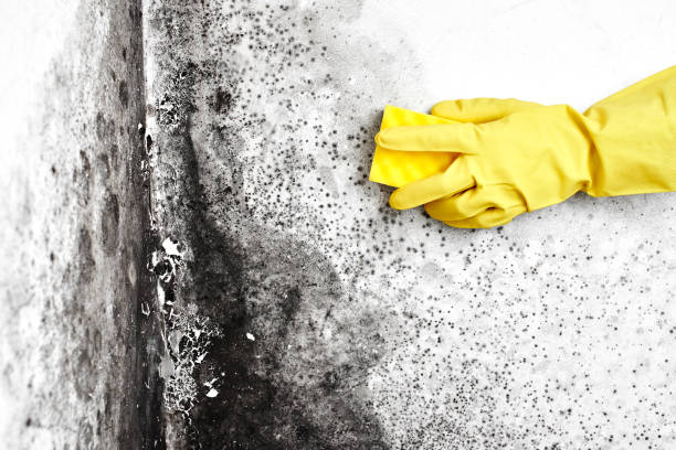 Best Commercial Mold Removal  in Charlotte Harbor, FL