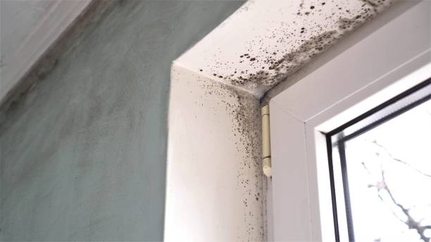 Best Emergency Mold Removal  in Charlotte Harbor, FL