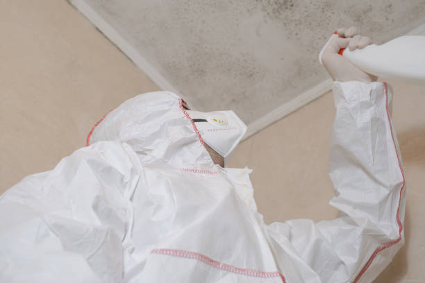 Best Black Mold Removal  in Charlotte Harbor, FL