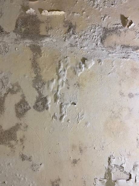Best Home Mold Removal  in Charlotte Harbor, FL