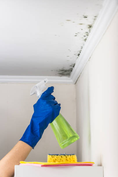Best Mold Damage Repair  in Charlotte Harbor, FL