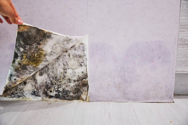 Best Office Mold Removal Services  in Charlotte Harbor, FL